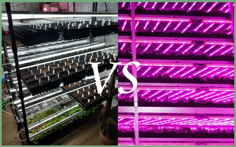 Este mai bine să alegeți spectru complet sau spectru roșu și albastru pentru luminile de creștere a plantelor?